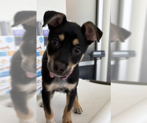 German Shepherd Dog-Unknown Mix Dogs for adoption in Rowlett, TX, USA