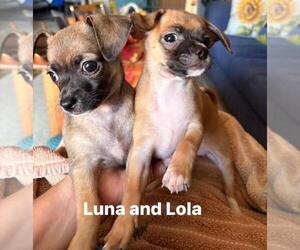 Chihuahua Dogs for adoption in Burbank, CA, USA