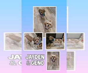 Shih Tzu Dogs for adoption in Genoa City, WI, USA