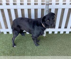 Border Collie-Unknown Mix Dogs for adoption in Modesto, CA, USA