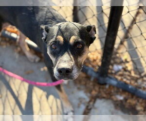 German Shepherd Dog-Unknown Mix Dogs for adoption in Tulsa, OK, USA