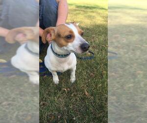 Jack Russell Terrier Dogs for adoption in Woodstock, IL, USA