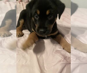 Medium Photo #9 Labrador Retriever-Unknown Mix Puppy For Sale in Brewster, NY, USA