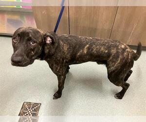 Mutt Dogs for adoption in Baytown, TX, USA