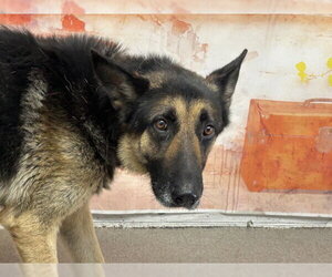 German Shepherd Dog-Unknown Mix Dogs for adoption in San Bernardino, CA, USA