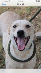 Mutt Dogs for adoption in Golden, CO, USA