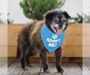 Border Terrier Dogs for adoption in Pacific Grove, CA, USA