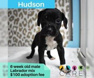Labrador Retriever Dogs for adoption in Jefferson City, TN, USA
