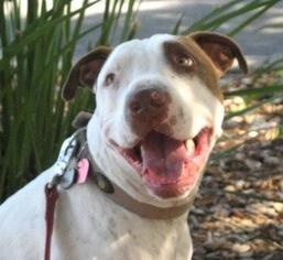American Bulldog-Pointer Mix Dogs for adoption in La Honda, CA, USA