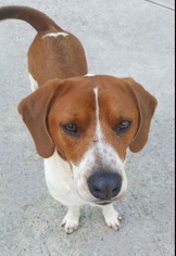 Beagle-Unknown Mix Dogs for adoption in Winder, GA, USA