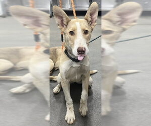 Siberian Husky-Unknown Mix Dogs for adoption in Forestville, MD, USA