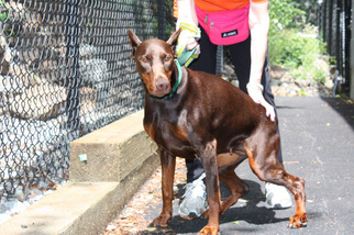 Doberman Pinscher Dogs for adoption in Salem, MA, USA