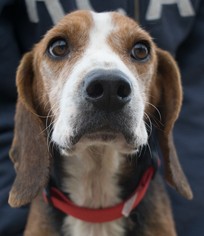 Beagle Dogs for adoption in Oxford, NC, USA