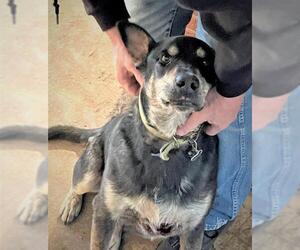Shollie Dogs for adoption in Denton, TX, USA