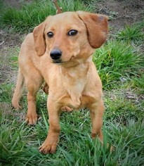 Dachshund-Unknown Mix Dogs for adoption in Murphy, NC, USA