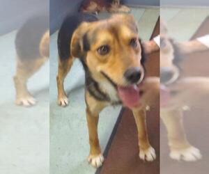Beago Dogs for adoption in Batavia, OH, USA