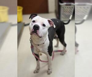 Mutt Dogs for adoption in Center Township, PA, USA