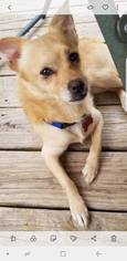 Chiranian Dogs for adoption in Fairmont, WV, USA