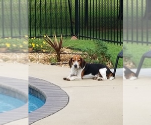 Basset Hound Dogs for adoption in Cushing, OK, USA