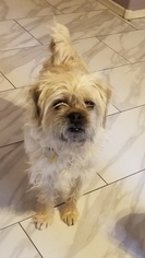 Shih Tzu-Unknown Mix Dogs for adoption in Apache Junction, AZ, USA