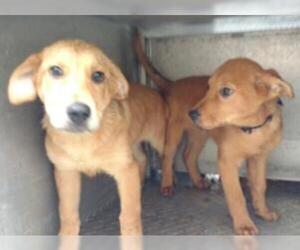 Golden Retriever Dogs for adoption in Cuba, NY, USA