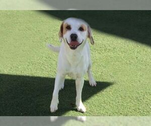Medium Photo #1 Beagle-Unknown Mix Puppy For Sale in Irvine, CA, USA