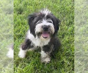 Mutt Dogs for adoption in Riverside, CA, USA