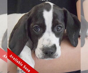 Beagle-Brittany Mix Dogs for adoption in Huntley, IL, USA
