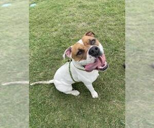 American Pit Bull Terrier Dogs for adoption in Corpus Christi, TX, USA