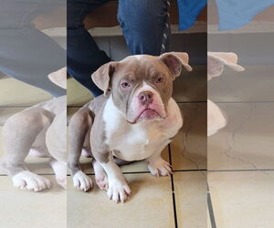 Bulldog-Unknown Mix Dogs for adoption in Lexington Park, MD, USA