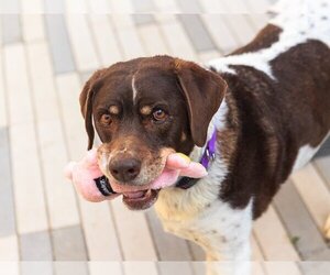 German Shorthaired Lab Dogs for adoption in Brighton, CO, USA