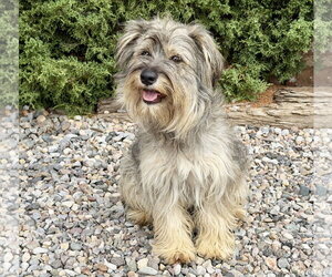 Poodle (Miniature)-Unknown Mix Dogs for adoption in Albuquerque, NM, USA