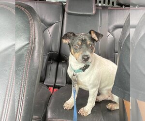 Dachshund Dogs for adoption in Menifee, CA, USA