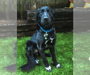 Mutt Dogs for adoption in Coldwater, MI, USA