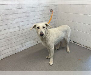 German Shepherd Dog Dogs for adoption in San Bernardino, CA, USA