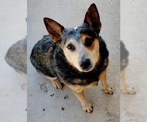 Australian Cattle Dog Dogs for adoption in Gilbert, AZ, USA