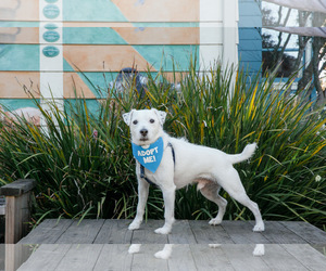 Parson Russell Terrier Dogs for adoption in Moorpark, CA, USA