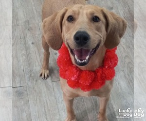 Labrador Retriever-Unknown Mix Dogs for adoption in Washington, DC, USA