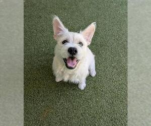 Cairn Terrier-Unknown Mix Dogs for adoption in San Martin, CA, USA