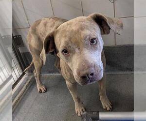 American Staffordshire Terrier-Unknown Mix Dogs for adoption in San Antonio, TX, USA