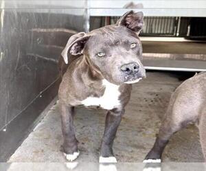 American Pit Bull Terrier Dogs for adoption in San Bernardino, CA, USA