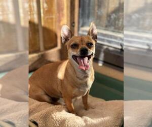 Chihuahua Dogs for adoption in Santa Maria, CA, USA
