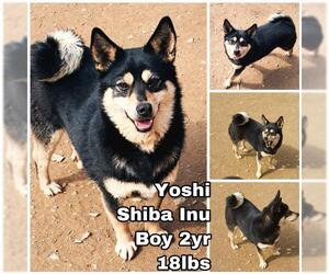 Shiba Inu Dogs for adoption in Seattle, WA, USA