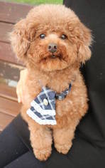 Poodle (Toy) Dogs for adoption in Richmond, British Columbia, Canada