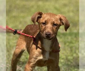 Labrador Retriever-Unknown Mix Dogs for adoption in Yardley, PA, USA