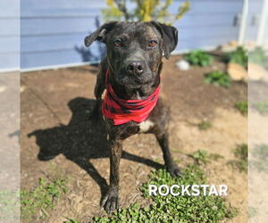 Plott Hound Dogs for adoption in Maryville, TN, USA