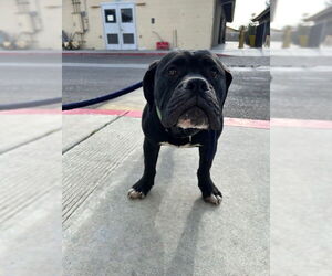 American Pit Bull Terrier Dogs for adoption in Downey, CA, USA