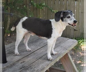 Mutt Dogs for adoption in Inverness, FL, USA