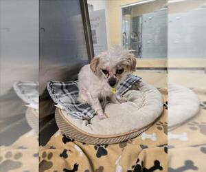 Shih Tzu-Unknown Mix Dogs for adoption in Plano, TX, USA
