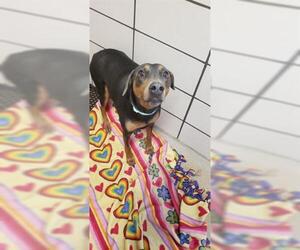 Doberman Pinscher Dogs for adoption in Fort Wayne, IN, USA